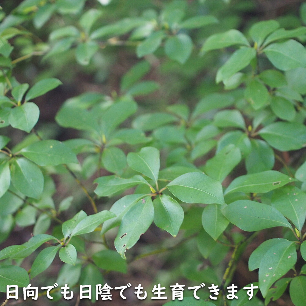 楽天市場】クロモジ 株立ち 2m 露地 苗木 : トオヤマグリーン