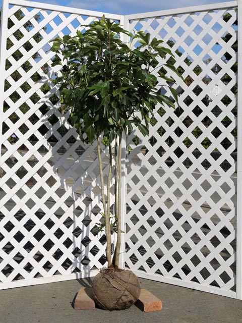 楽天市場】カクレミノ 株立ち（2本立ち含む） 1.7m 露地×2 苗木