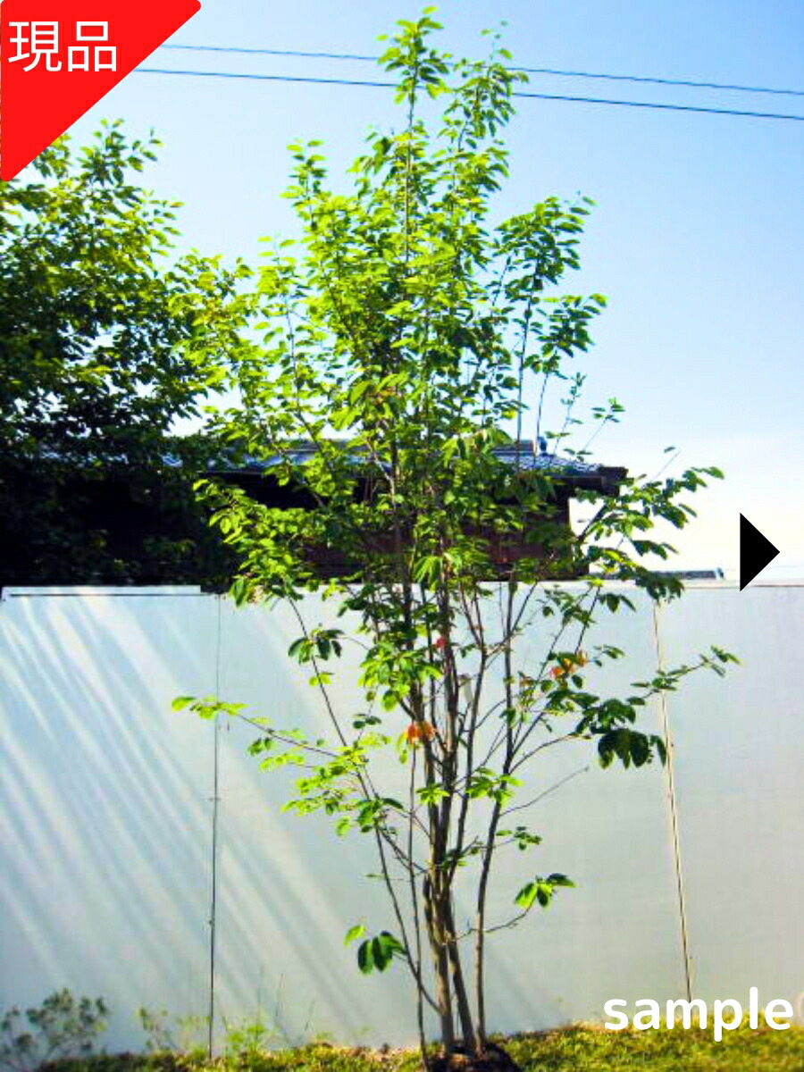 楽天市場】【現品発送】ジューンベリー 株立ち 樹高1.9-2.0m(根鉢含ま