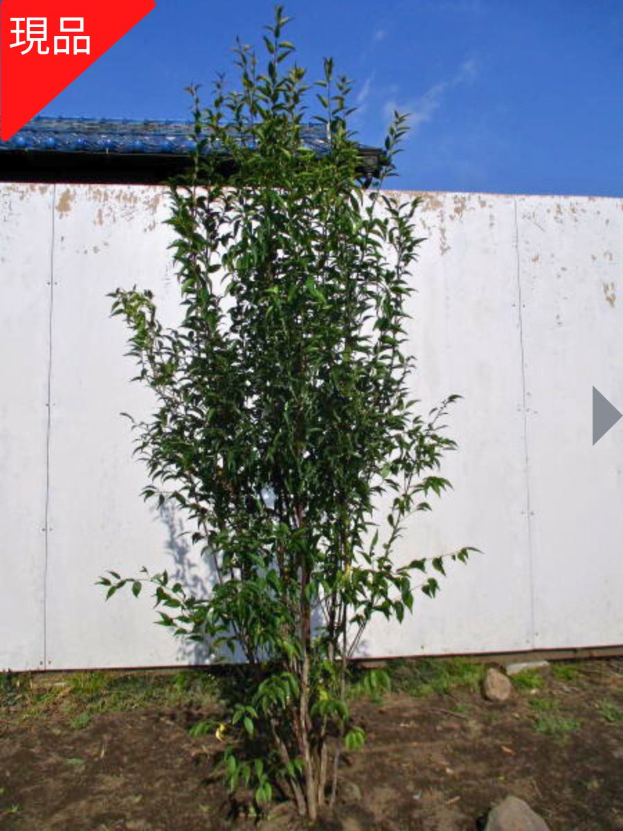 楽天市場】【現品発送】ハイノキ 株立ち 樹高1.6-1.7m(根鉢含まず