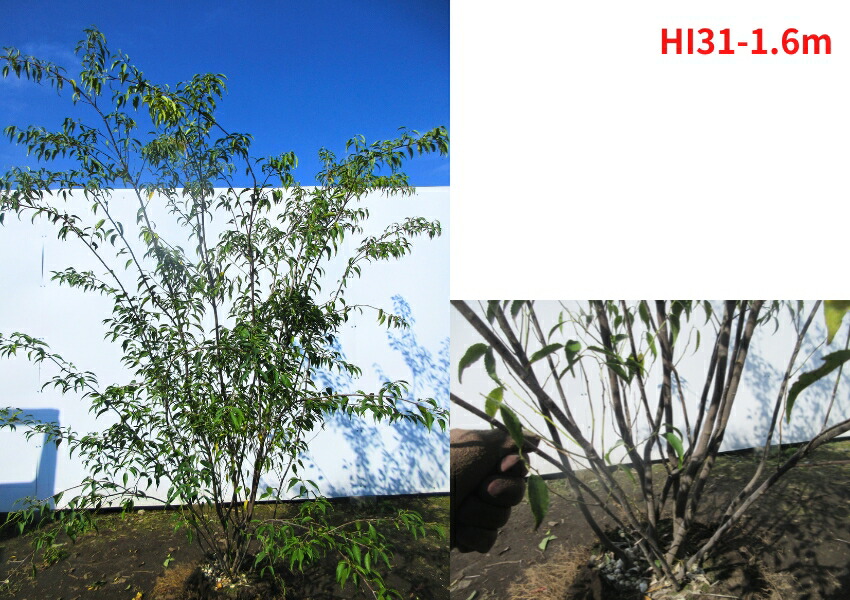 楽天市場】【現品発送】ハイノキ 株立ち 樹高1.6-1.7m(根鉢含まず