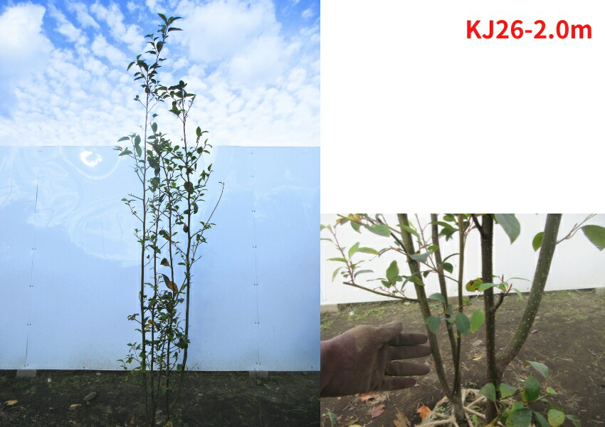 クロモジ 株立 ② imgrc0088726767.jpg