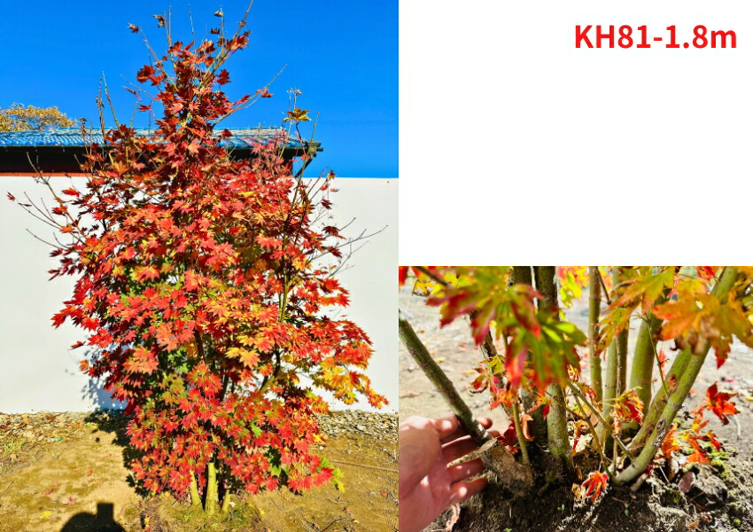 楽天市場】【現品発送】コハウチワカエデ 株立ち 樹高1.8-2.0m(根鉢