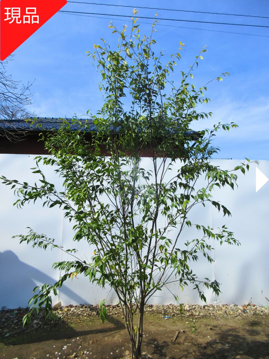 楽天市場】【現品発送】 ハイノキ 株立ち 樹高2.0-2.2m(根鉢含まず
