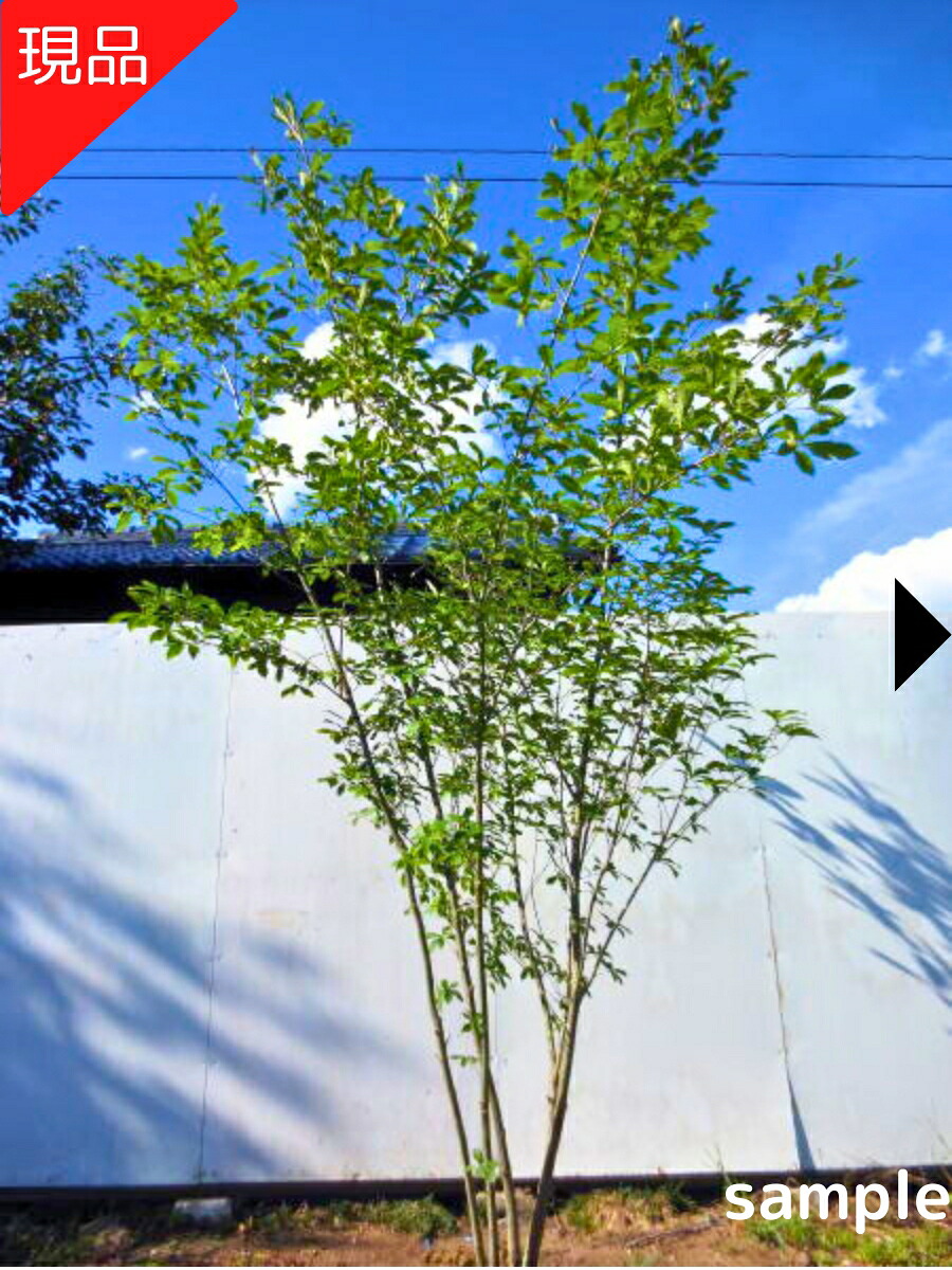 楽天市場】送料無料 庭木：クックベリー（赤実アロニア）特大株* 樹高