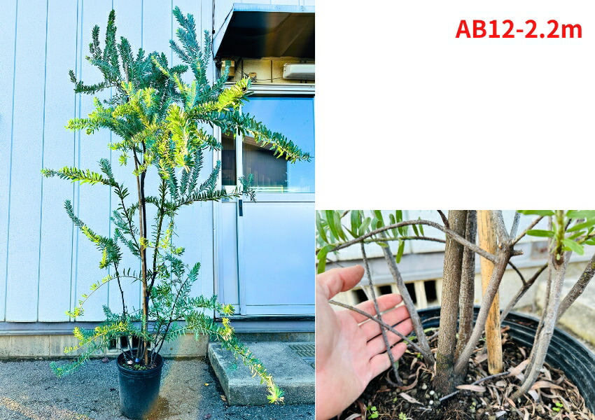 楽天市場】【現品発送】ブルーブッシュ アカシア 10号 1.8-2.2m(鉢底