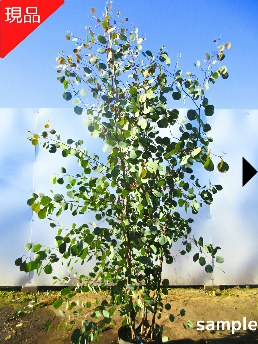 楽天市場】【現品発送】ユーカリ ポポラス 株立ち 樹高2.0-2.3m(根鉢