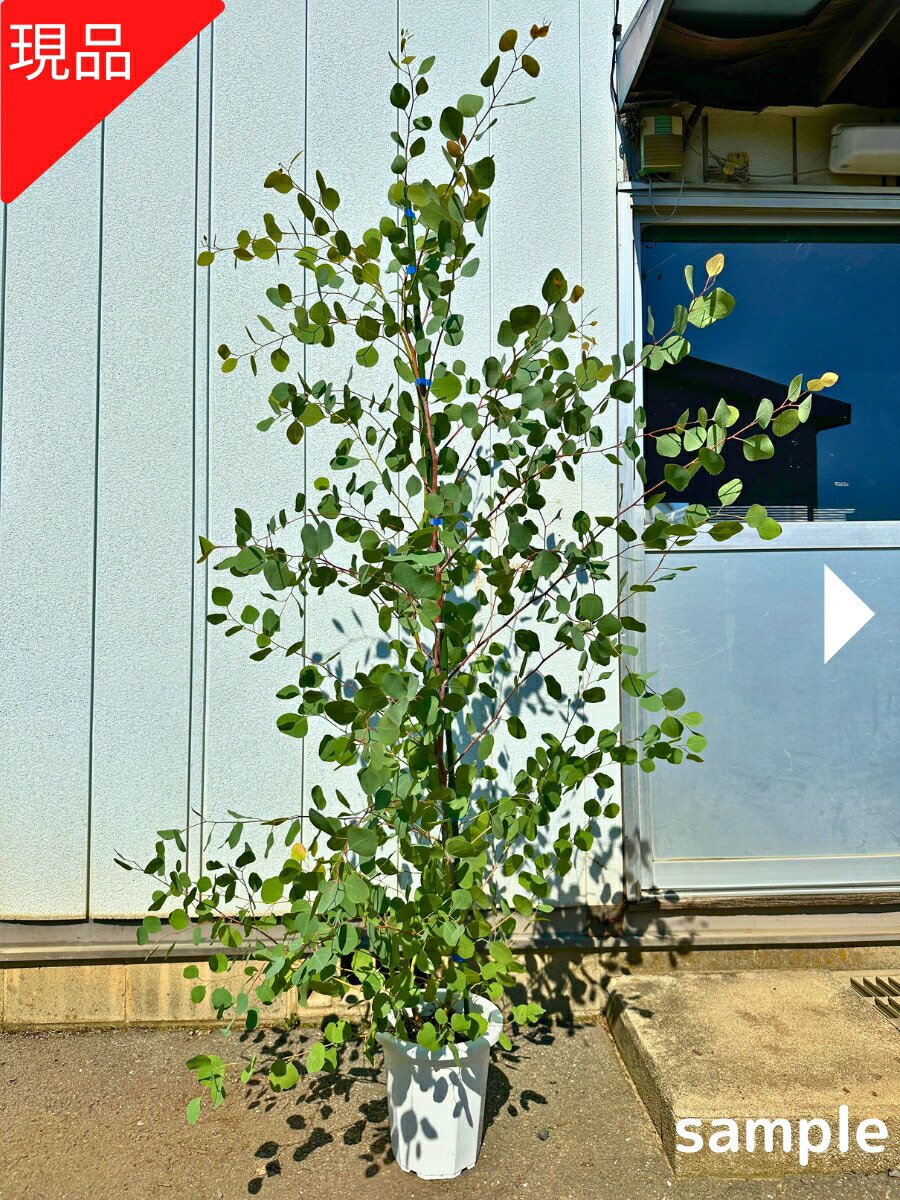 楽天市場】【現品発送】ユーカリ(ポポラス) 8号 樹高1.8-2.3m(鉢底から