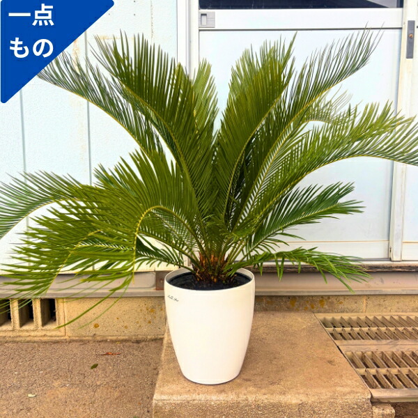 楽天市場】【一点もの】ソテツ（蘇鉄）8号 樹高1.0m(鉢底から) 幅1.0m
