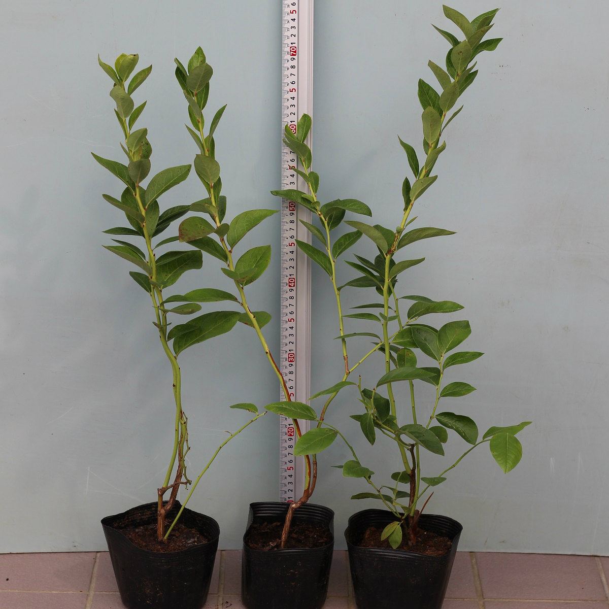 楽天市場】チャンドラー＆ブルークロップ世界最大ハイブッシュ