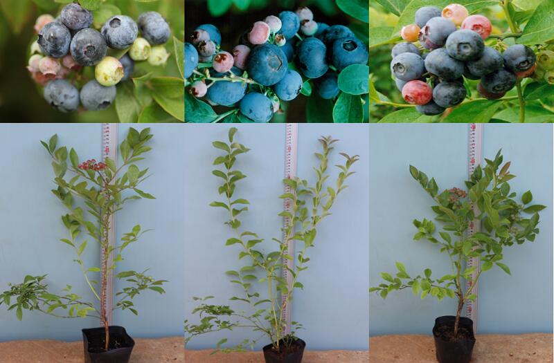ブルーベリー苗シャープブルー大苗2本セット ブルーベリー苗 シャープ