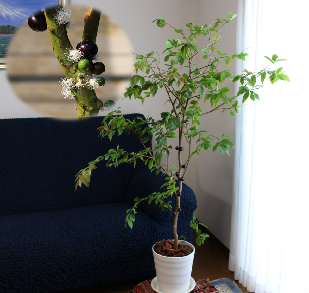 楽天市場】【幹に実と花が成る不思議な観葉植物】四季成りジャボチカバ