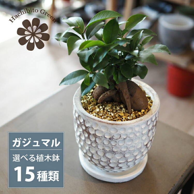 楽天市場】【植木鉢が選べる！】ガジュマル 幹太タイプ 4号 / 観葉植物