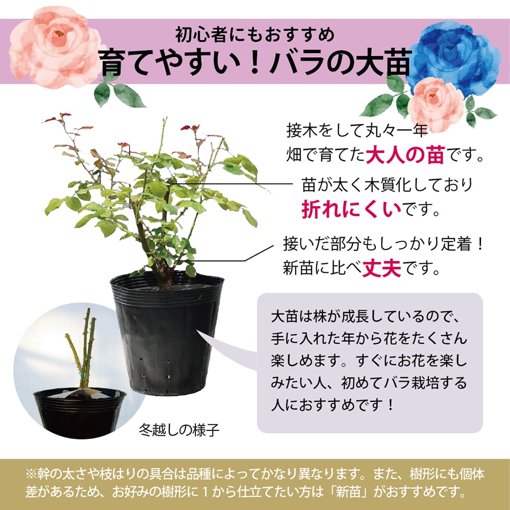 楽天市場】四季咲きバラ苗 【ピンクパンサー】 2年生大苗 : 苗木部
