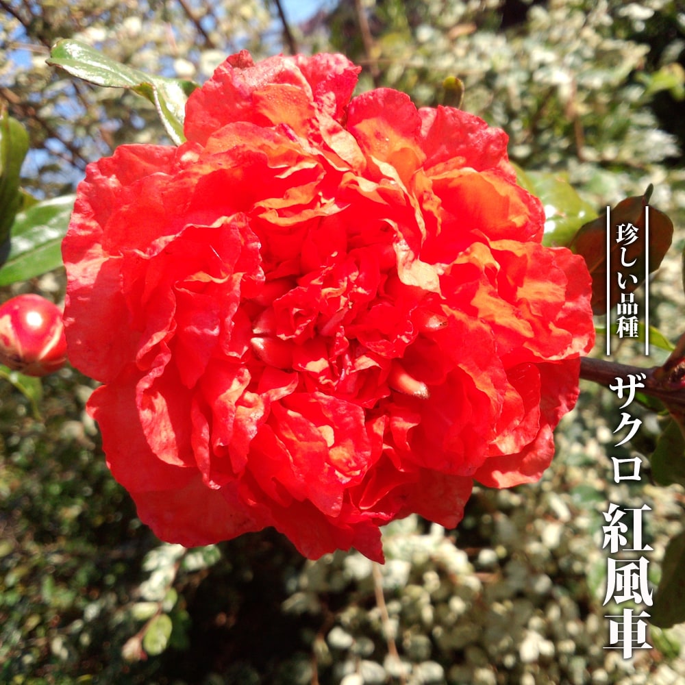 楽天市場】ザクロ苗 【紅風車】 3.5号ポット苗 【ハナヒロバリュー