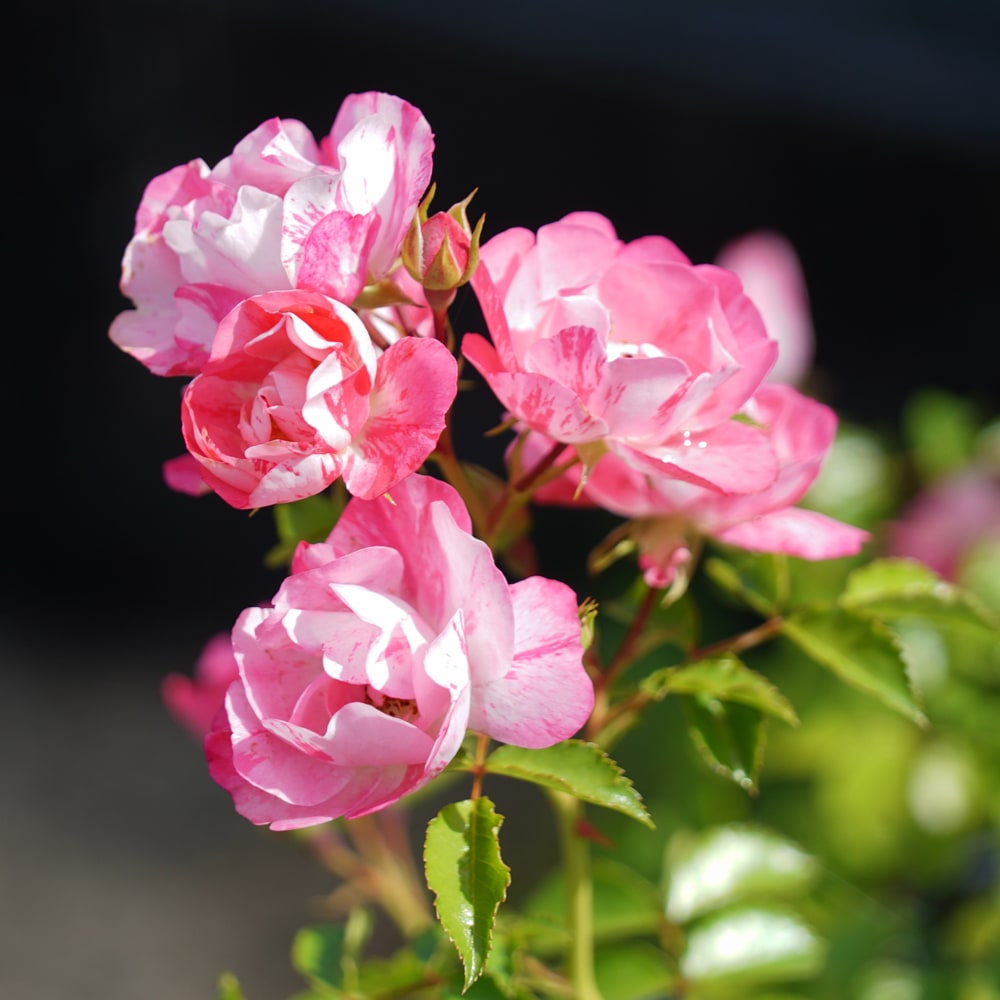 楽天市場】フラワーカーペットローズ 【ピンクスプラッシュ】 ポット苗