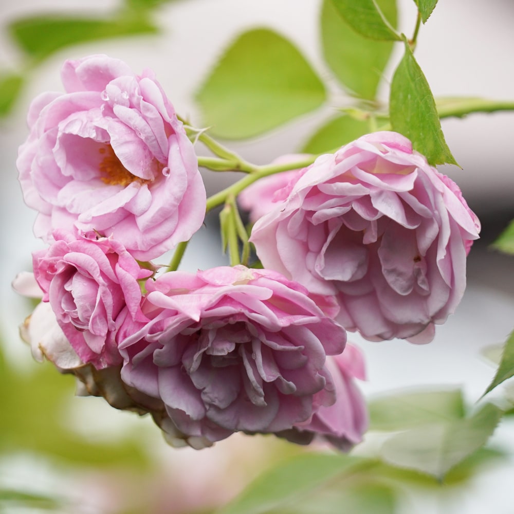 楽天市場】四季咲きバラ苗 【マチネ】 2年生大苗 登録品種・品種登録