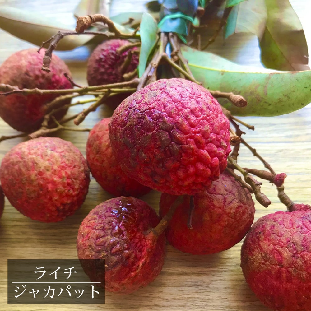 楽天市場】ライチ 【ジャカパット】 8号ポット大苗 : 苗木部 by 花