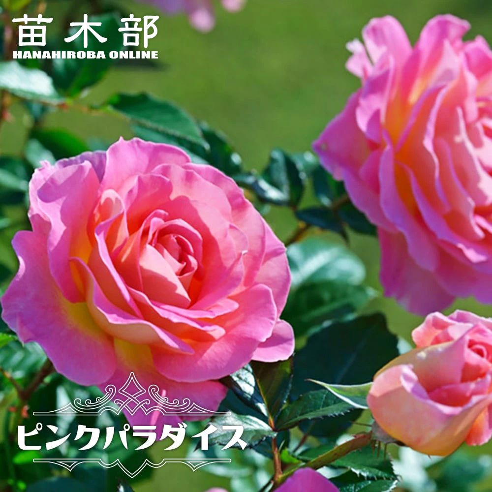 楽天市場】四季咲き強香バラ苗 【ピンクパラダイス】 2年生大苗 6号