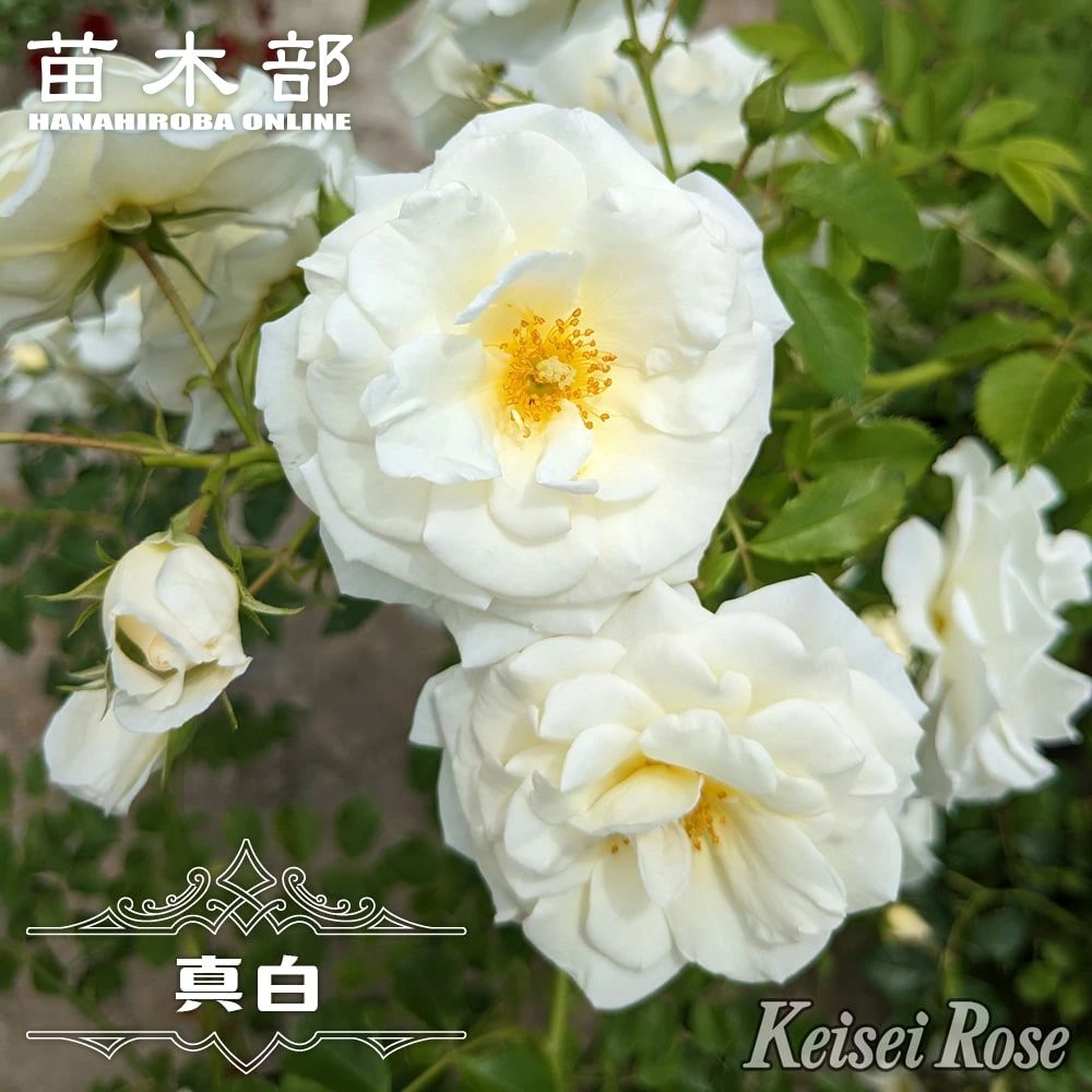 楽天市場】半つるバラ 【真白】 大苗 6号ポット 接木 登録品種・品種