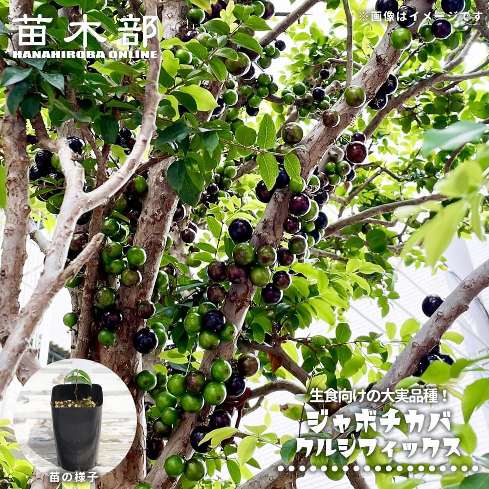 楽天市場】ジャボチカバ苗の通販