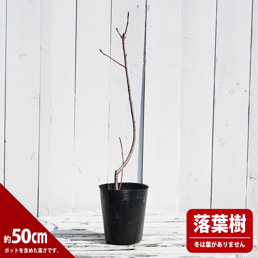 楽天市場】【ネロ】 アロニア (ブラックチョコベリー/チョークベリー