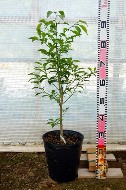 楽天市場】みかん 苗木 【麗紅】 オレンジ 3年生接木大苗 【産地で剪定