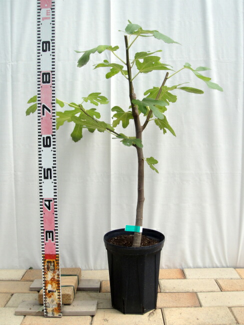 楽天市場】いちじく 【ドーフィン】 2年生 スリット鉢植え □限定販売