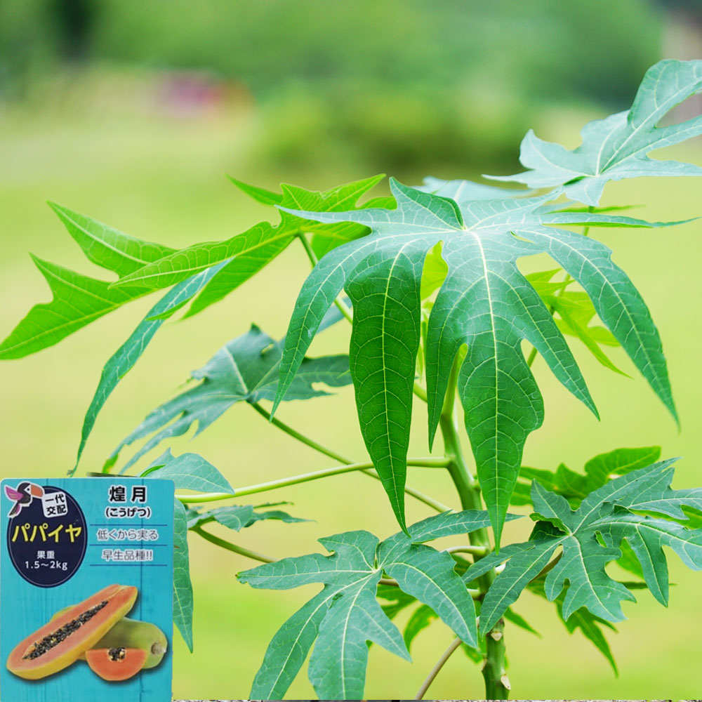 楽天市場】【煌月（こうげつ】 パパイヤ苗 3.5号ポット苗 沖縄県産