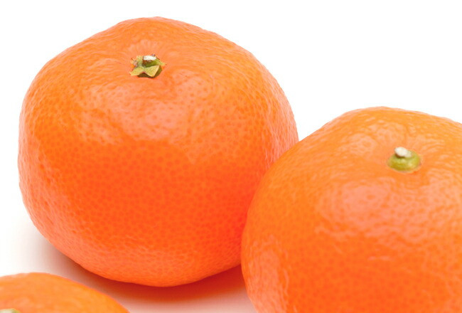 楽天市場】みかん 苗木 【小原紅早生】 みかん 3年生 接木 大苗 【1.0m