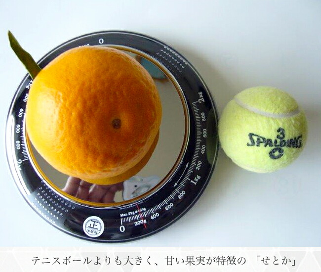 楽天市場】【せとか】 みかん 2年生接木苗 登録品種・品種登録 : 苗木