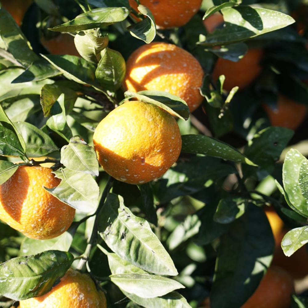 楽天市場】みかん 苗木 【日南1号】 極早生温州みかん 2年生接木苗