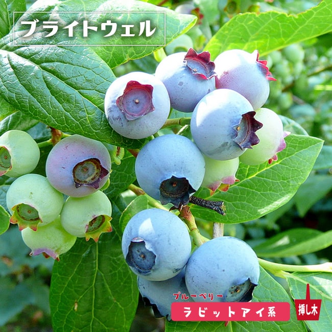 楽天市場】【ブライトウェル】 ラビットアイ系 3年生挿木根巻き大苗
