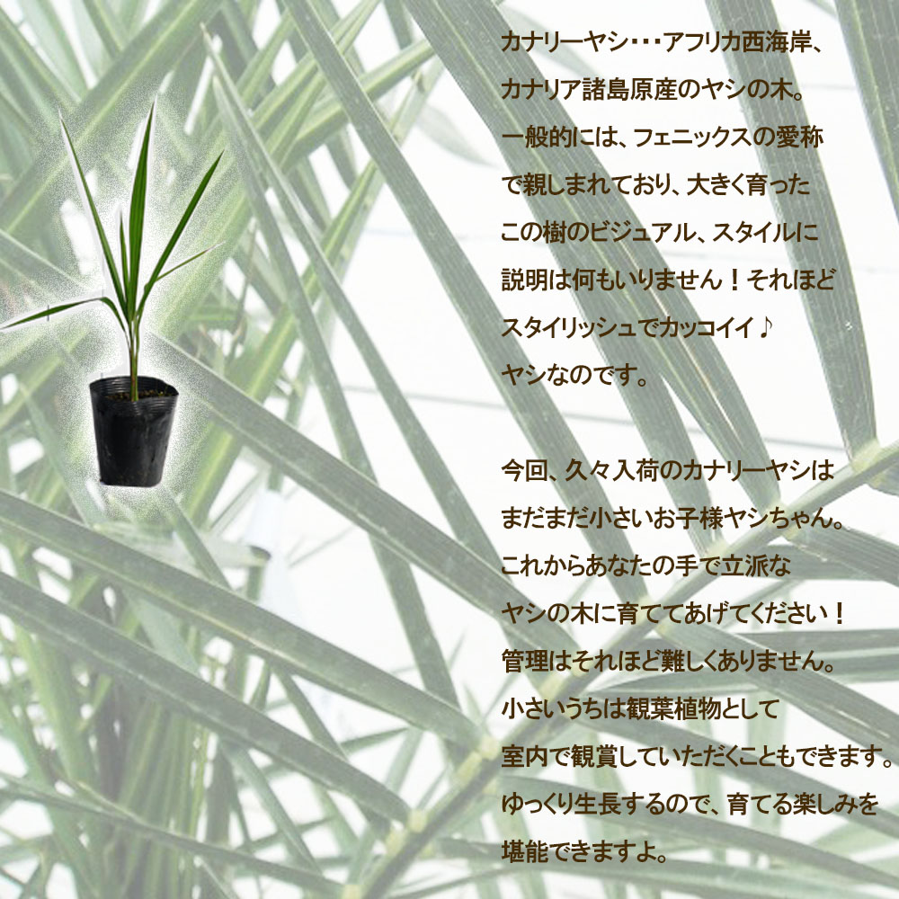 楽天市場】ヤシの木 カナリーヤシ フェニックス 5号白鉢植え : 苗木部