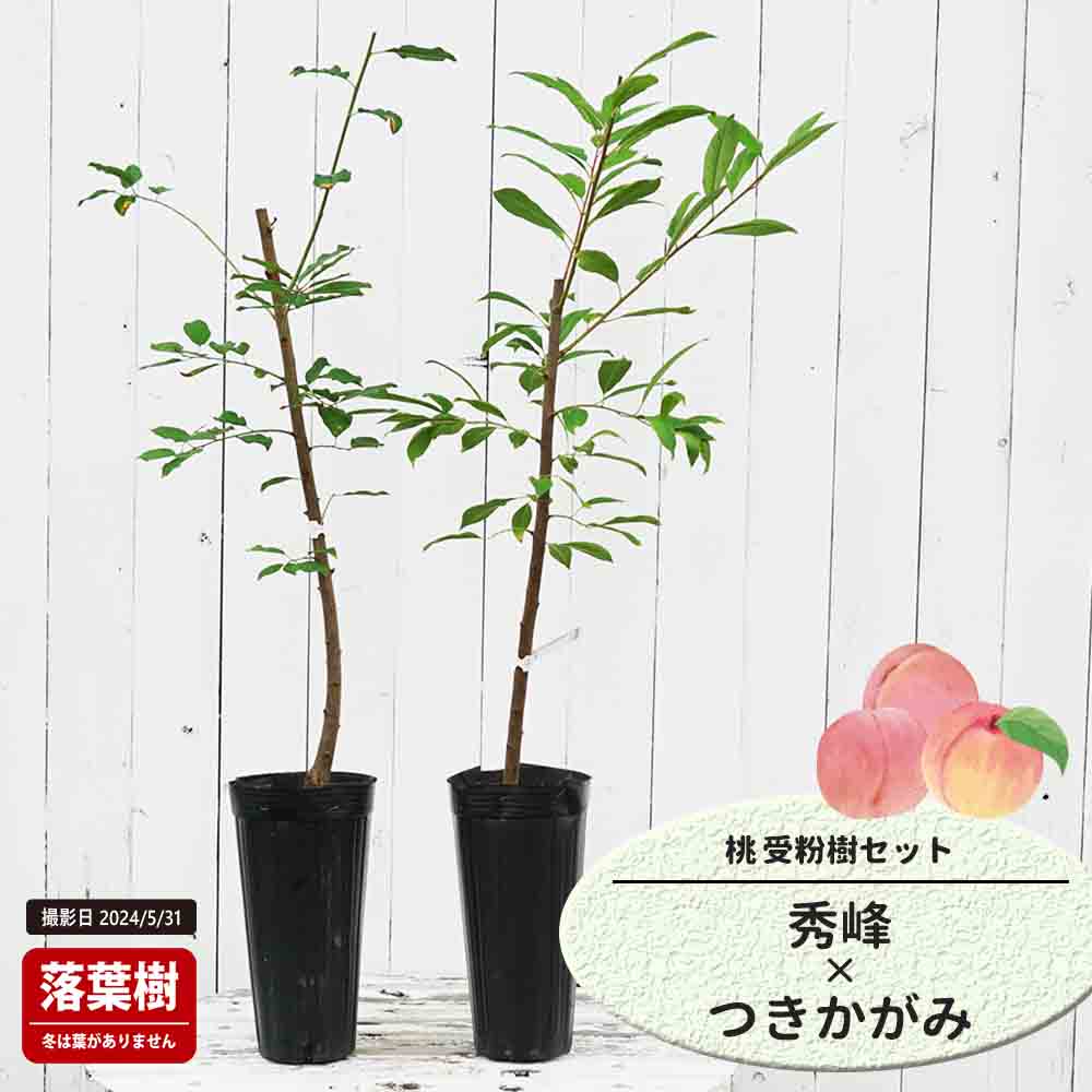 楽天市場】桃 苗木 ネクタリン 【秀峰】 1年生接木苗 単品 or 受粉樹
