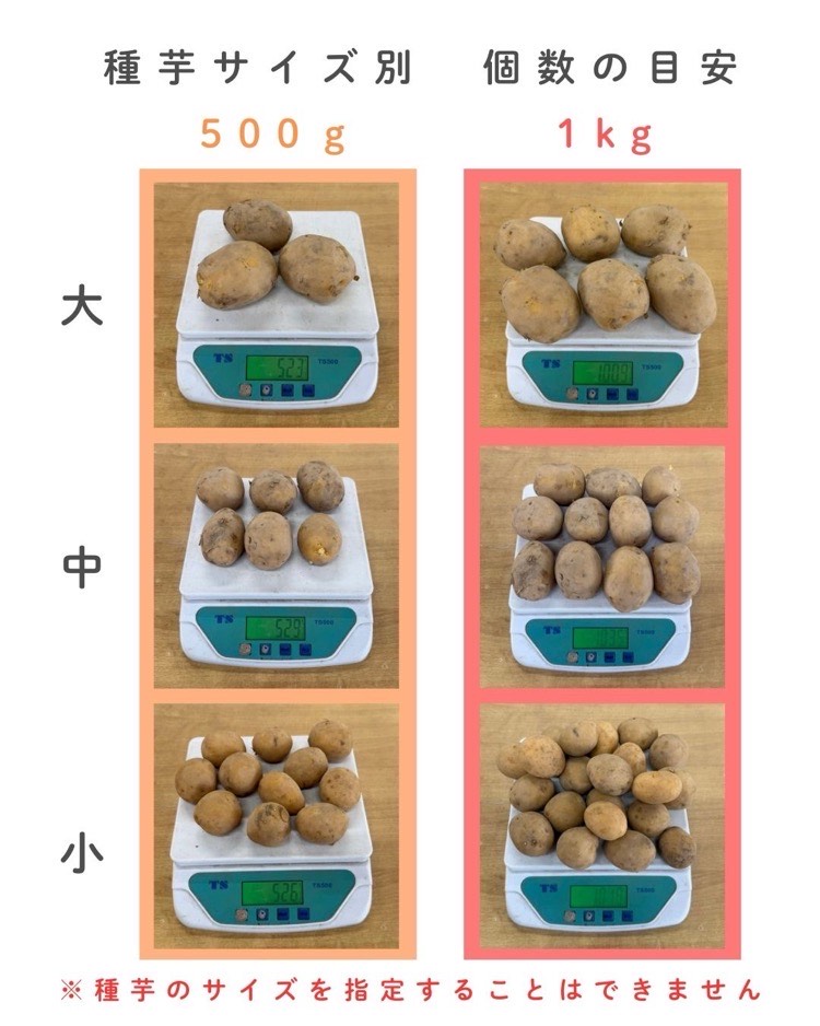 楽天市場】品薄・再販無しじゃがいも 種イモ「デジマ 10kg」(長崎県産
