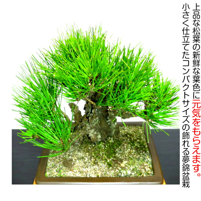 楽天市場】盆栽 松 樹齢13年 別格一品物「極太幹の夢錦」錦松盆栽 W