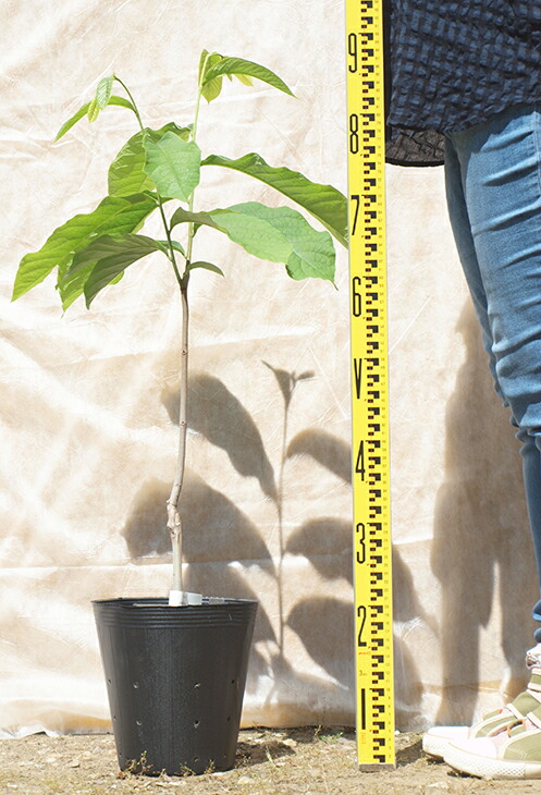 楽天市場】ポポー苗木 【マンゴー】 3年生 接ぎ木 大苗 ポーポー 珍果