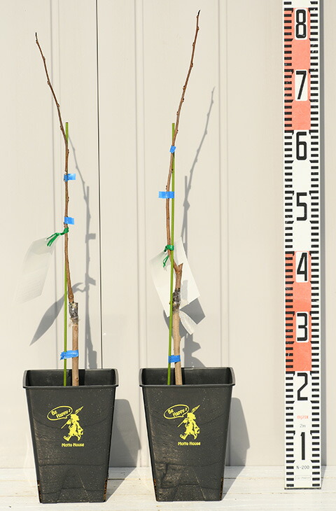 楽天市場】◇送料無料◇ ポポー 苗木 【ポポー2品種 受粉相性OKセット