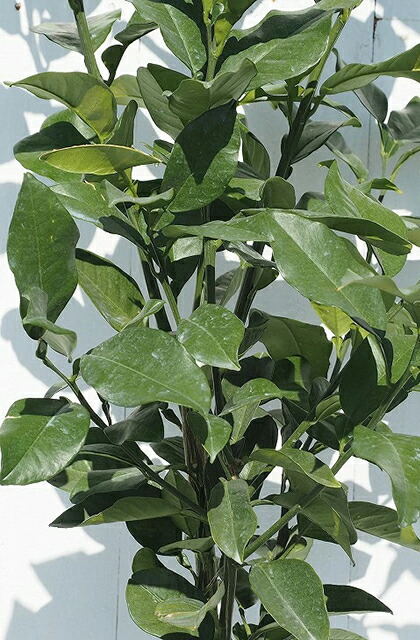 楽天市場】レモン 苗木 【ジャンボレモン （ポンテローザ）】 3年生