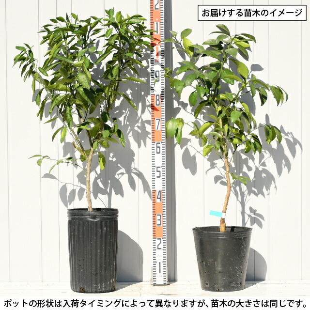 楽天市場】ゆず 苗 【獅子柚子 （シシユズ）】 3年生 接ぎ木 約1.0m