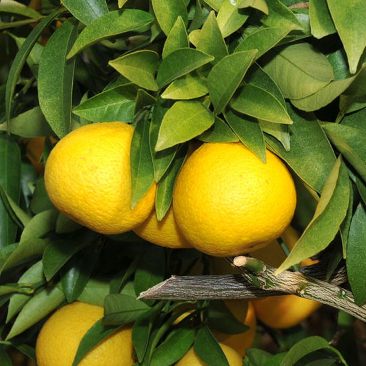 楽天市場】湘南 ゴールド 苗の通販