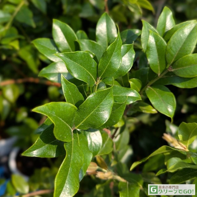 楽天市場】ジャボチカバ 苗 【大葉 四季成り性 ジャボチカバ】 3年生