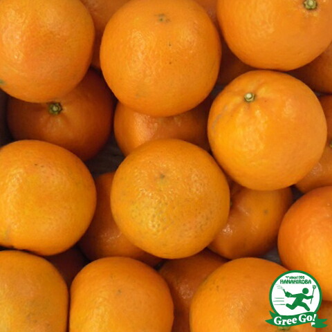 楽天市場】星タンゴール 苗の通販