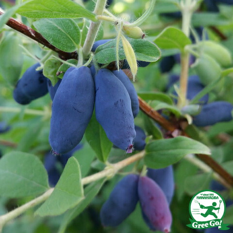 楽天市場】ハスカップ 苗 【 大実ハスカップ 】 ポット苗 ハニーベリー