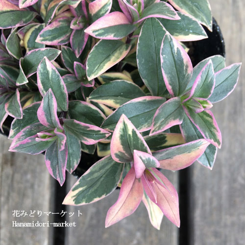 楽天市場】【単品 / 3個セット】 宿根フロックス モントローザトリ