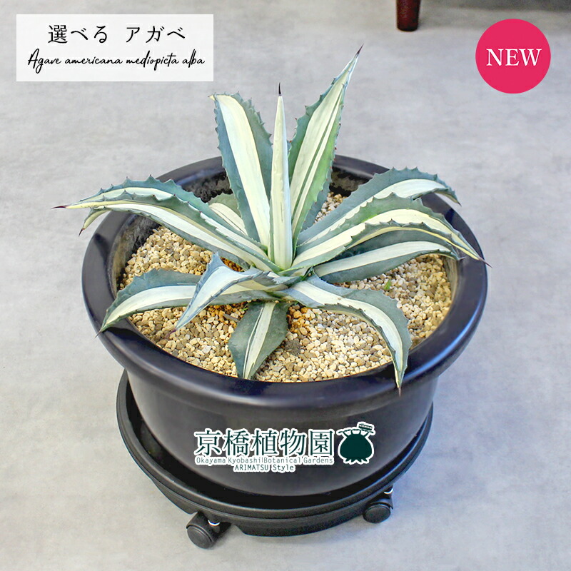 楽天市場】【現品】アガベ・アメリカーナ 華厳 特大株 13号 黒鉢