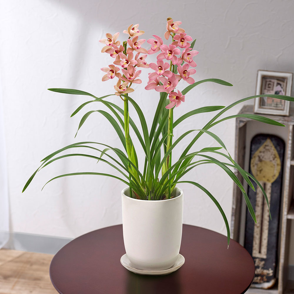 楽天市場】石田蘭園の通販