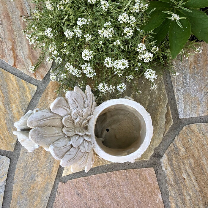 楽天市場】【野川農園】ドリーミーエンジェルポット（p-7754）H=20cm