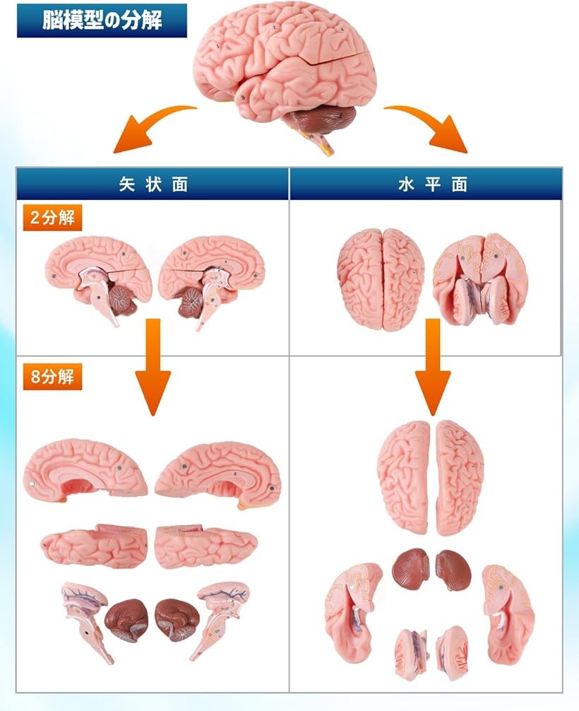 楽天市場】【楽天ランキング1位入賞】ソフトな質感で8分解できる脳模型